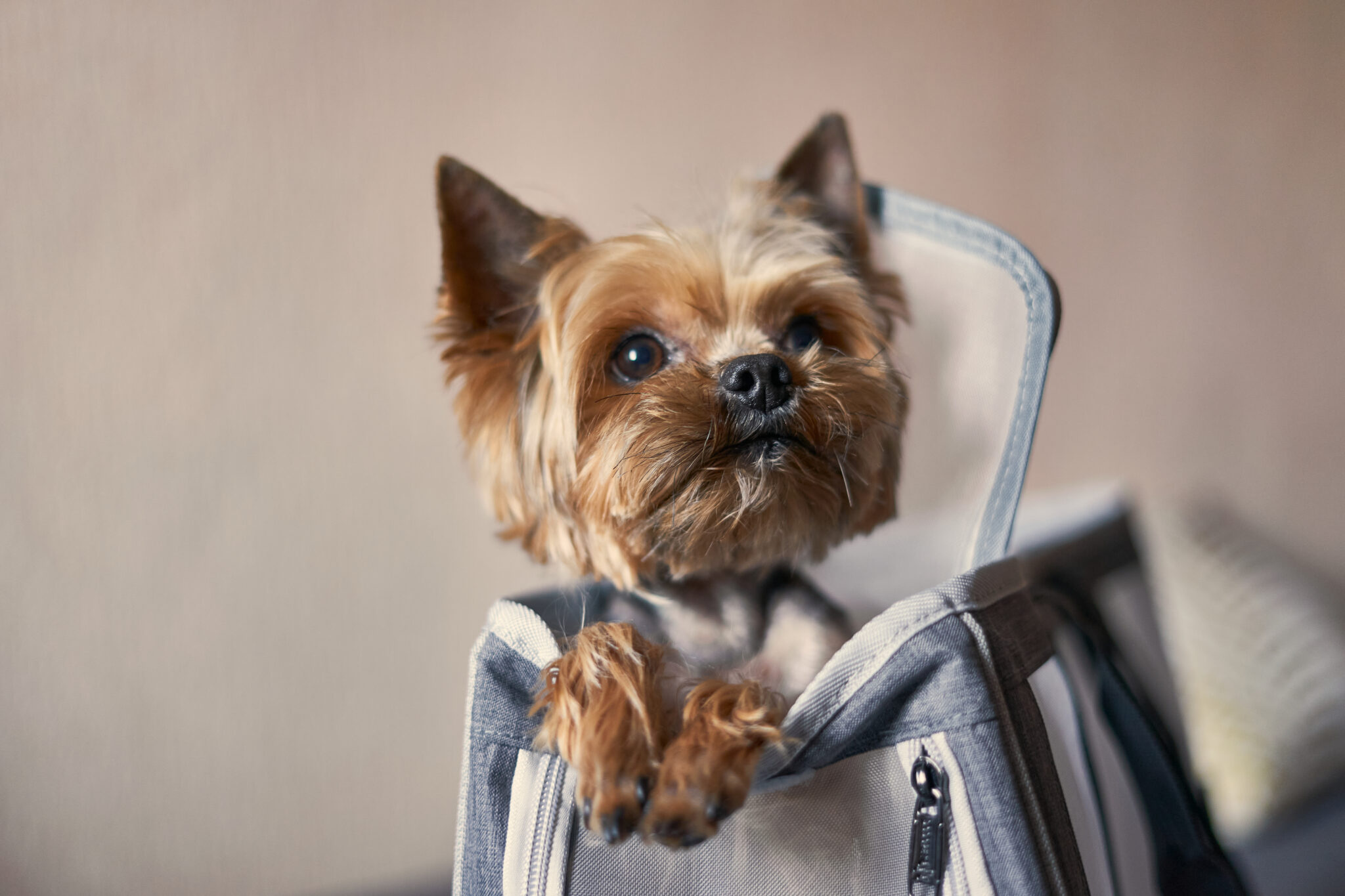 Pakiet YORK - idealny na krótkie wyjazdy, city-breaki i wypoczynek